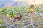 Ethiopia. Amhara. North Gondar. Walia Ibex among giant lobelia in the Ethiopian highlands. Landscape Print